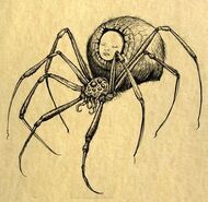 Modred Spider