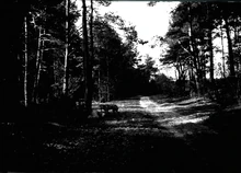 Неизвестное существо на фоне лесной чащи.