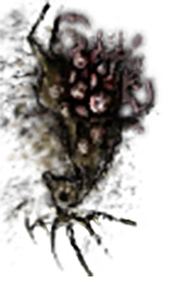 Раздавленная грибница