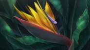Bird of Paradise