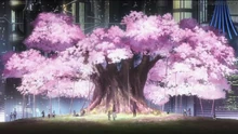 Sakura tree after 1,000 years