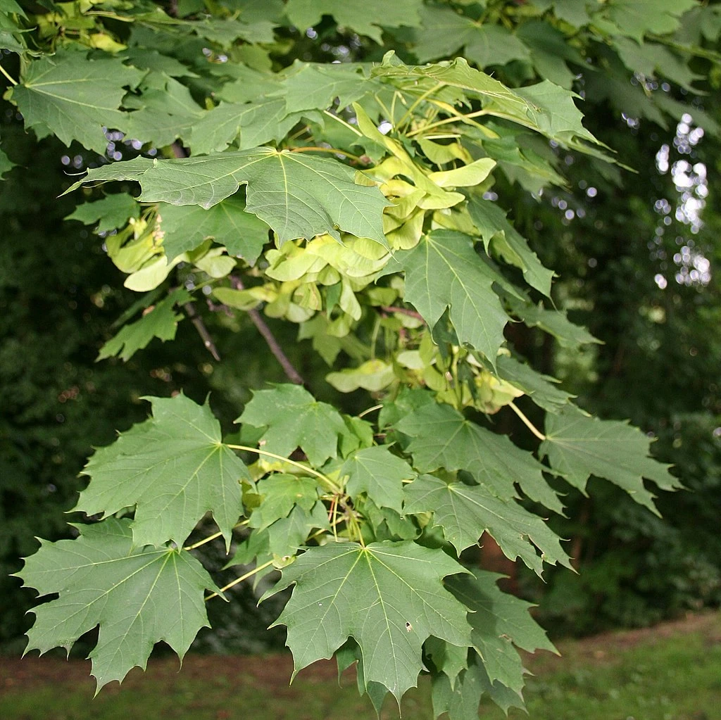 Клен остролистный (acer platanoides) 'beskid (marylka)'. Platanus orientalis дерево. Acer platanoides beskid. Acer (клен) plat. Клен остролистный acer platanoides.
