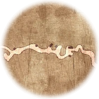 TLC Map BanditCampPath1