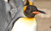 Penguin-726196.jpg
