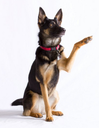 „Herr Freundlich, was kann Ihr Hund?“