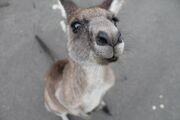 Kangaroo-1149807
