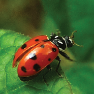 Ladybug-01