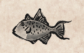 Grey Triggerfish PU