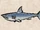 Shortfin Mako