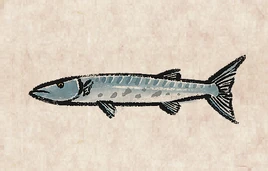 Great Barracuda PU