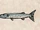 Great Barracuda