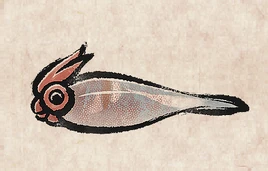 Peacock Squid PU