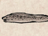 Moray Eel