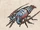 Tropical Rock Lobster