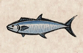 Narrow-barred Spanish mackerel PU
