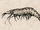 Black Tiger Shrimp