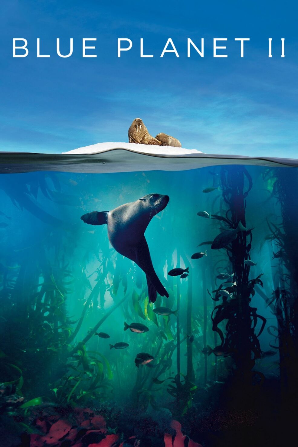 ミュージック 6discs Blu-ray Planet Earth II / Blue Planet II   /00240 81B8b4UuGRL._UF894,1000_QL80_.jpg
