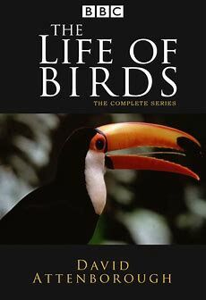 The Life of Birds | David Attenborough Wiki | Fandom