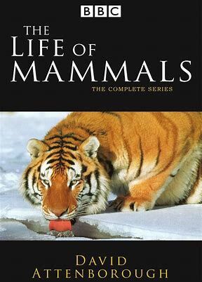 The Life of Mammals | David Attenborough Wiki | Fandom