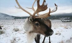 ReindeerCairn4