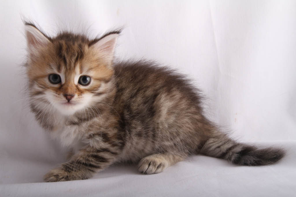 Котята сибирские / Siberian kittens питомник сибирских кошек и американских керл