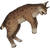 Lynx corpse.png
