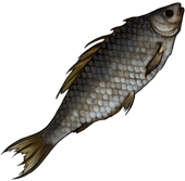 Dried fish | DayR Wiki | Fandom