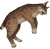 Lynx corpse-0.png