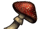 Amanita