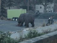 Bear.jpg (22 KB) A bear as it is first seen in the Lots of Sick People mission.