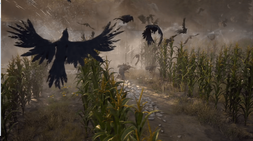 Ravens