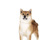 Doggo4