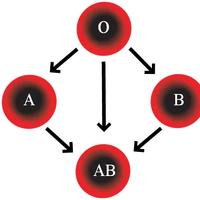 Blood Dayz Standalone Wiki Fandom If parental blood groups consist of ab and ab, the child's blood group will either be one of a, b, or ab.