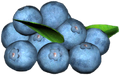 Blue-coloured Berries.png
