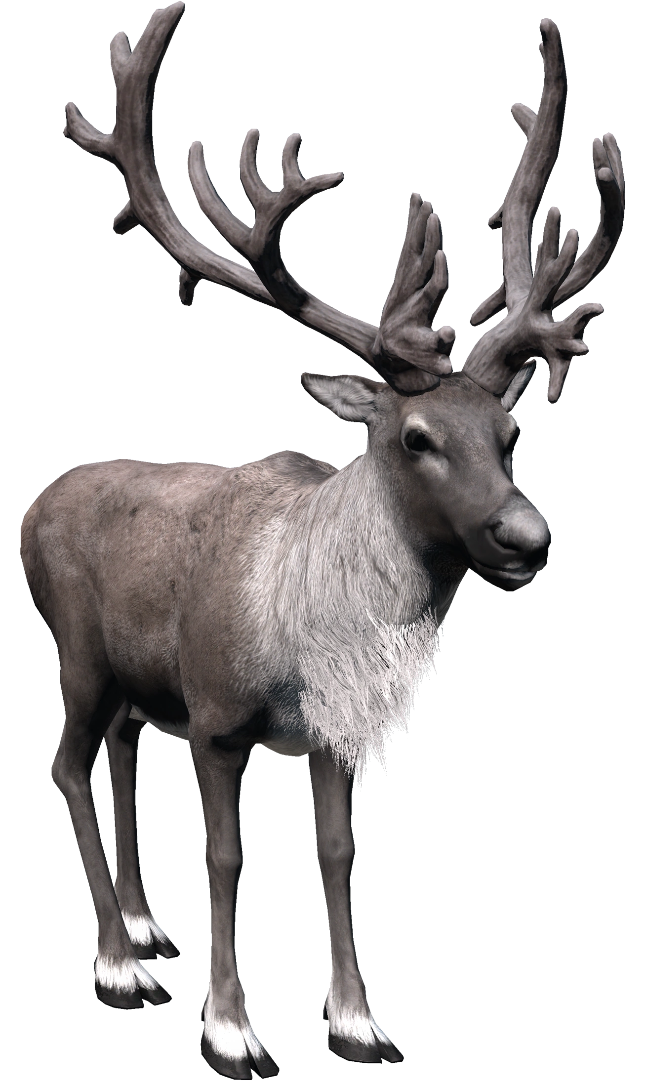Reindeer