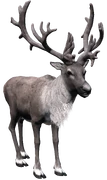 Reindeer