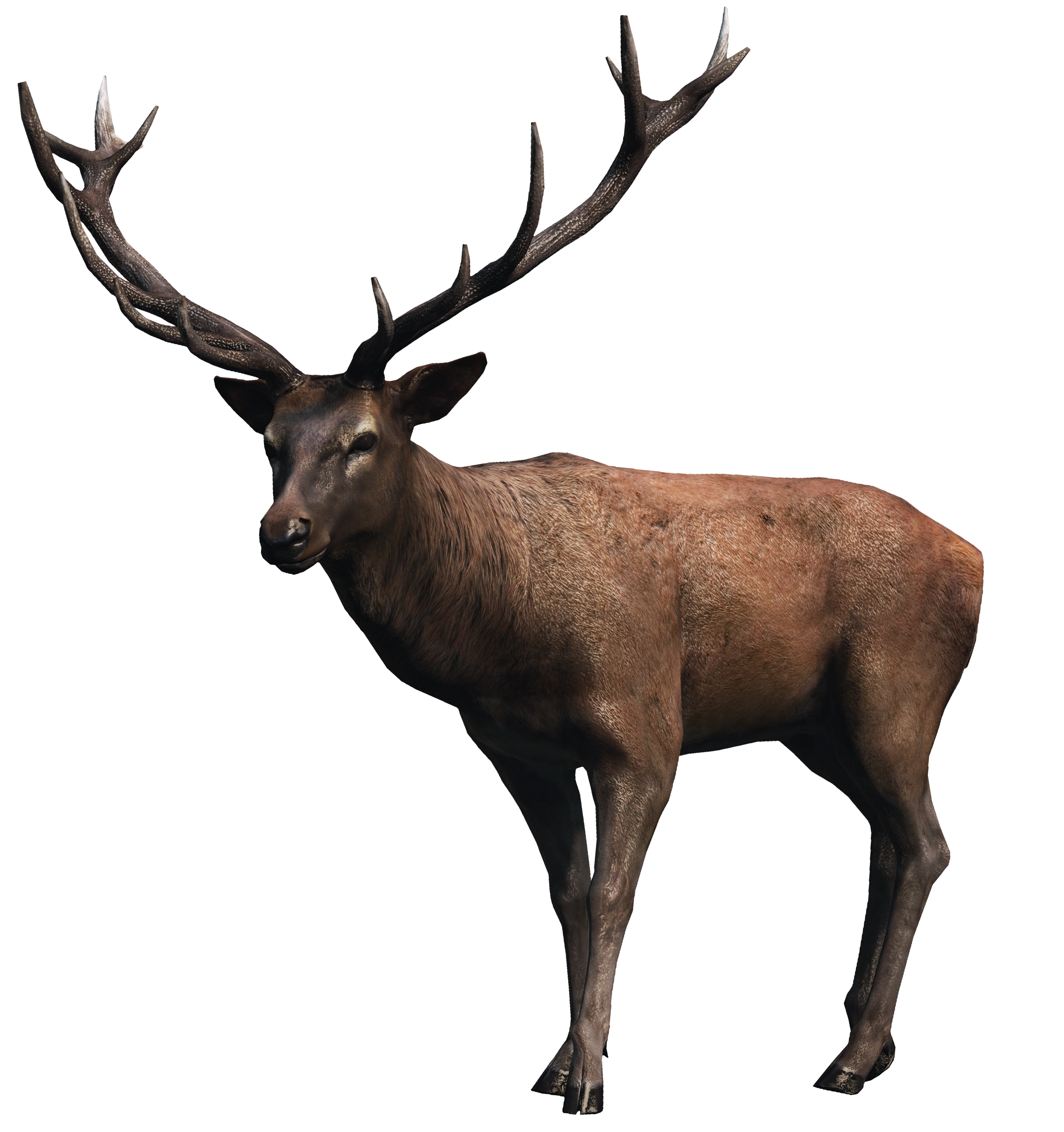 Stag