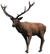 Stag