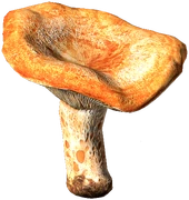 Red Pine Mushroom (Raw)