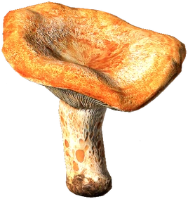 LactariusMushroom