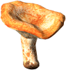 LactariusMushroom.png