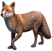 Fox