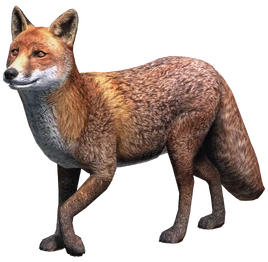 Fox Animal VulpesVulpes