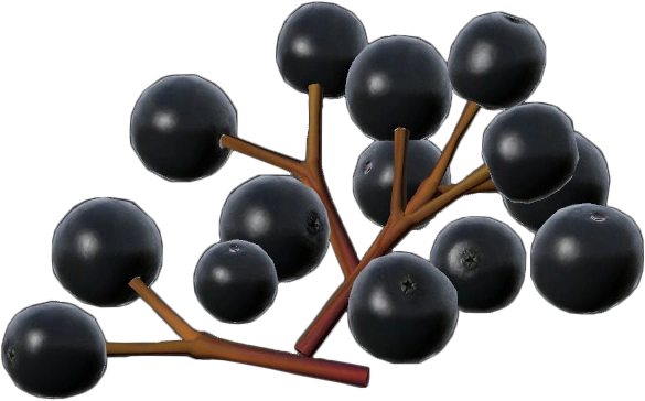 Elderberries
