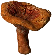 Red Pine Mushroom (Boiled)