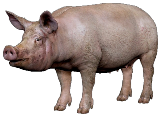 Pig