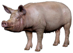 Pig