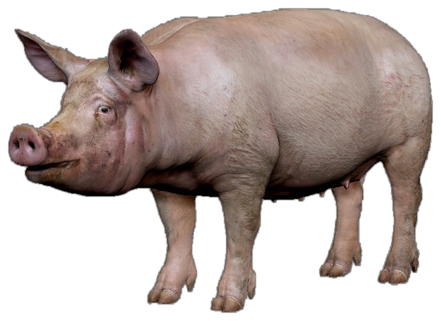 Pig - Wikipedia