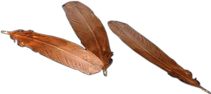 Chicken Feathers