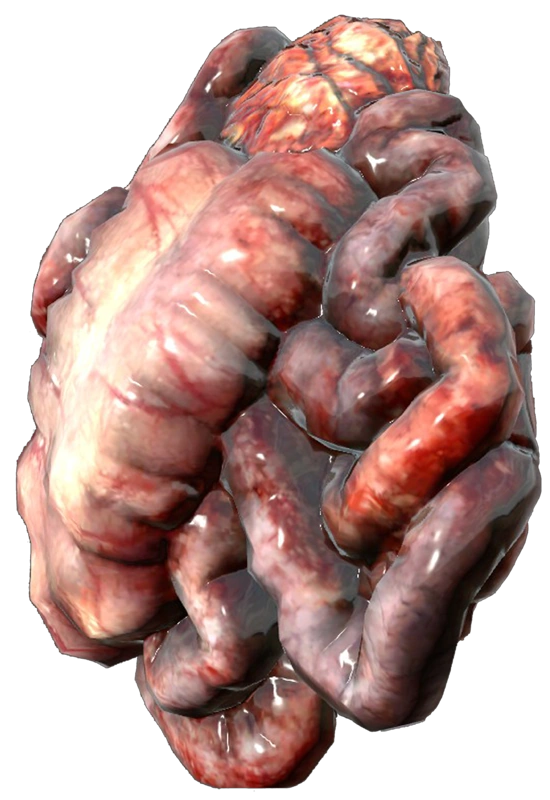 Small Guts
